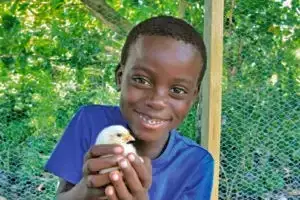 100 Chickens
