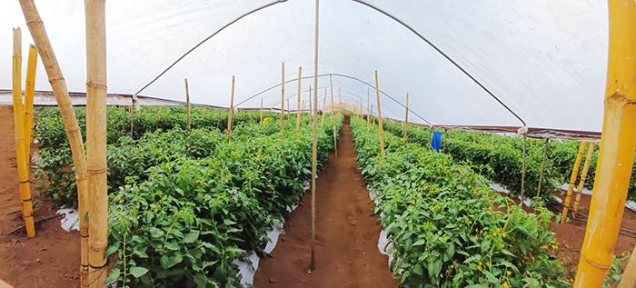 A large greenhouse filled with plants growing as part of sustainable agriculture in El Salvador