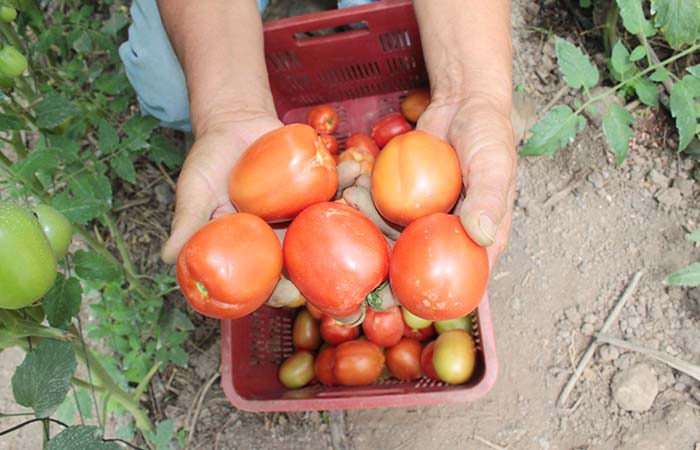 A person in a field holds a basket filled with ripe tomatoes.