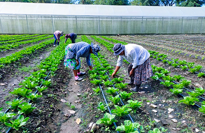 Farmers tending plants with irrigation systems as part of sustainable agriculture in El Salvador