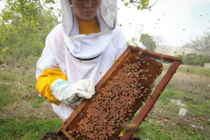A beehive