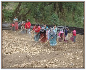 Preparing the land.