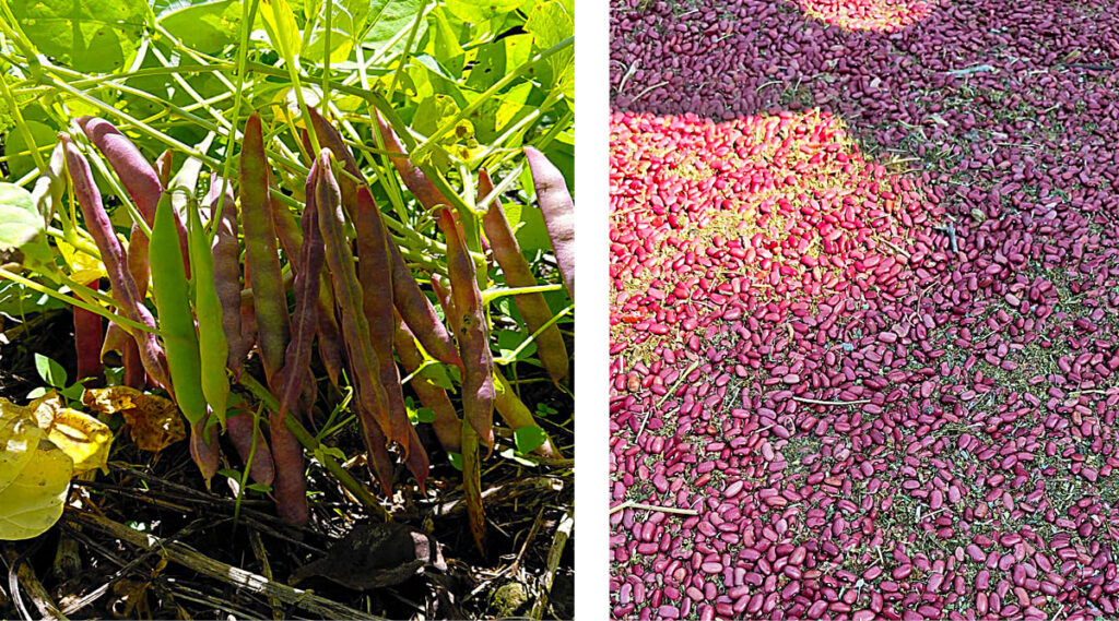 Beans growing on a plant and harvested as part of sustainable agriculture in El Salvador