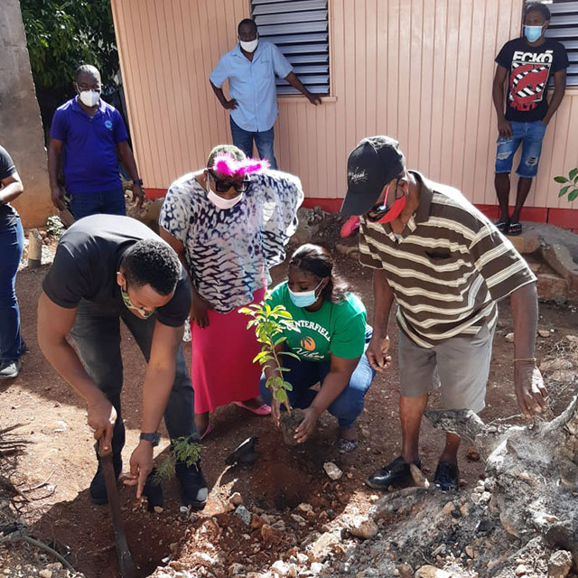 People in Jamaica plant a fruit tree.