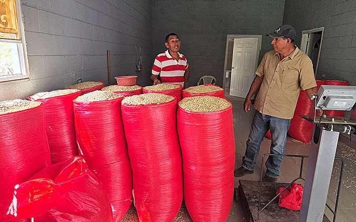 Farmers showing harvested grain in large red sacks as part of sustainable agriculture in El Salvador